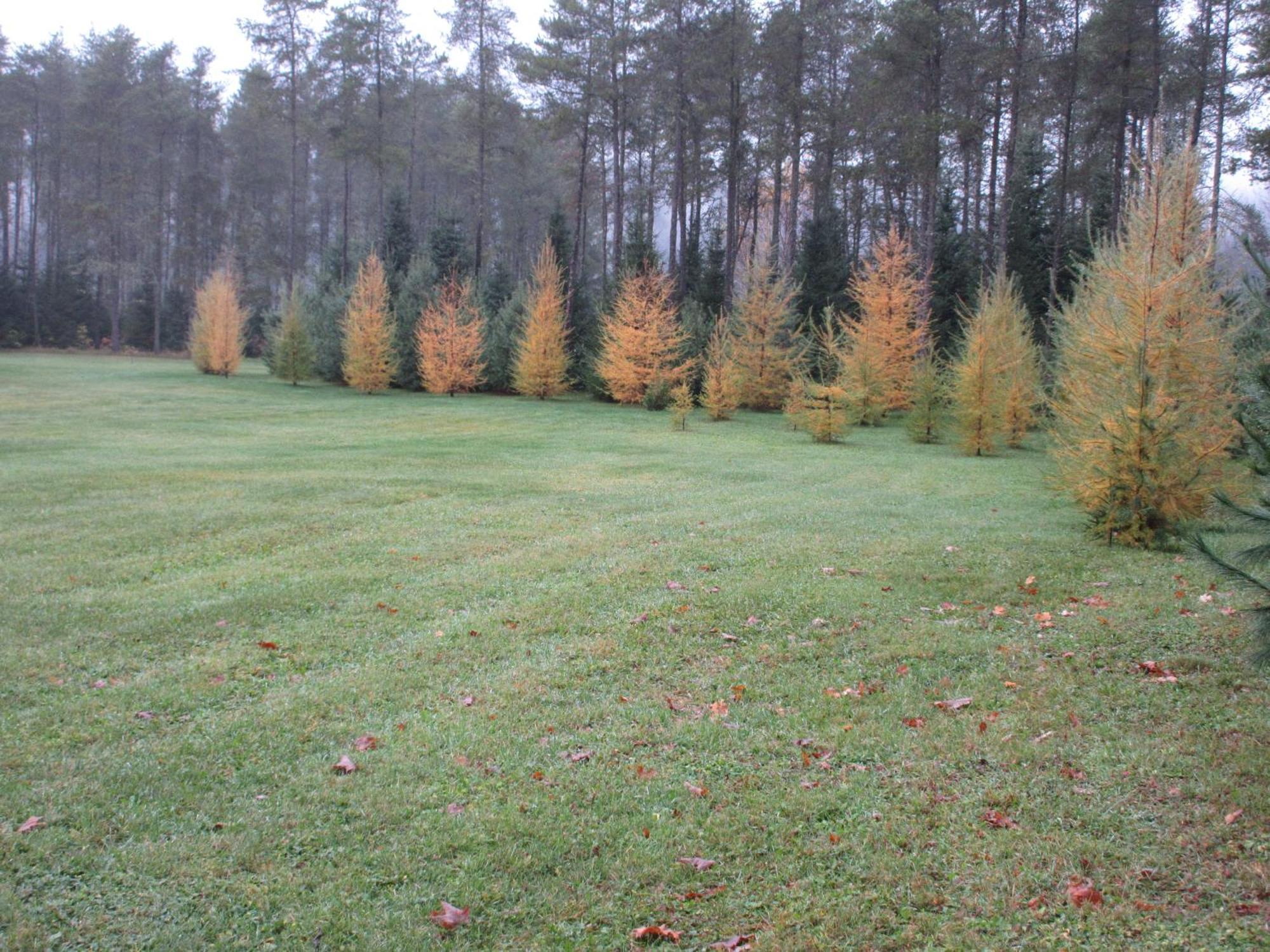 La Maison Sous Les Arbres Bed & Breakfast